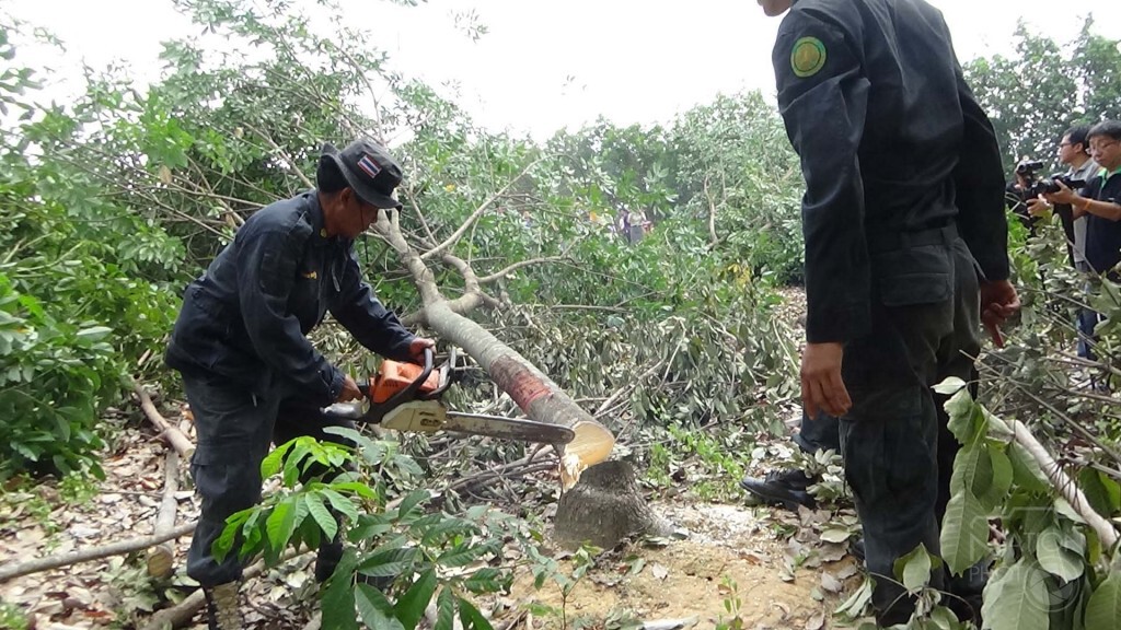 ลุยตัดสวนยางพารารุกป่าสงวนฯที่ จ.พิษณุโลก 287 ไร่