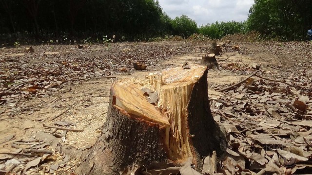 ลุยตัดสวนยางพารารุกป่าสงวนฯที่ จ.พิษณุโลก 287 ไร่