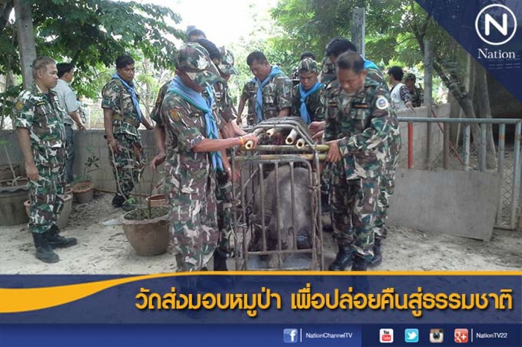 วัดส่งมอบหมูป่า เพื่อปล่อยคืนสู่ธรรมชาติ วัดส่งมอบหมูป่า เพื่อปล่อยคืนสู่ธรรมชาติ