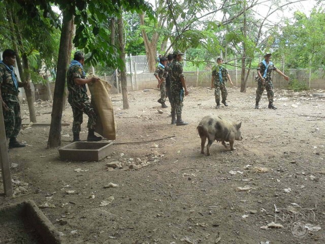 วัดส่งมอบหมูป่า เพื่อปล่อยคืนสู่ธรรมชาติ