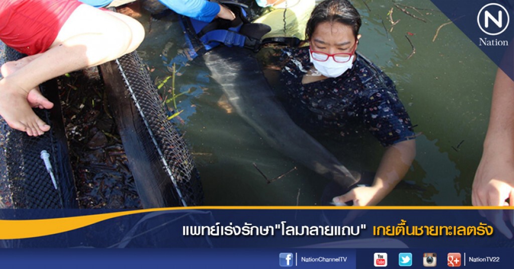 แพทย์เร่งรักษา"โลมาลายแถบ" เกยตื้นชายทะเลตรัง แพทย์เร่งรักษา"โลมาลายแถบ" เกยตื้นชายทะเลตรัง