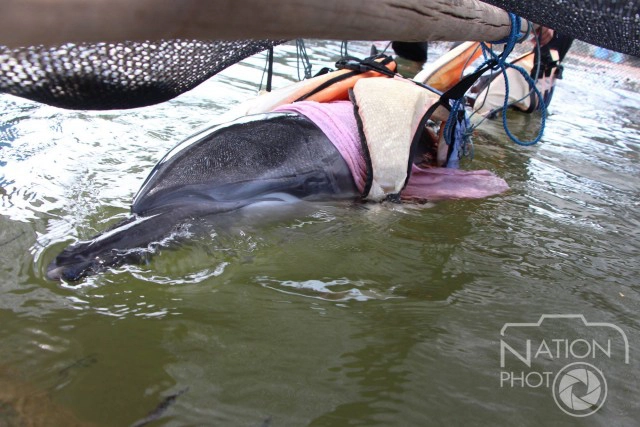 แพทย์เร่งรักษา"โลมาลายแถบ" เกยตื้นชายทะเลตรัง