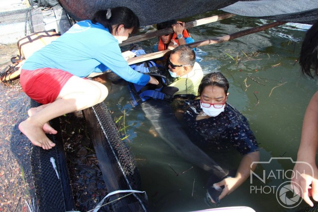 แพทย์เร่งรักษา"โลมาลายแถบ" เกยตื้นชายทะเลตรัง