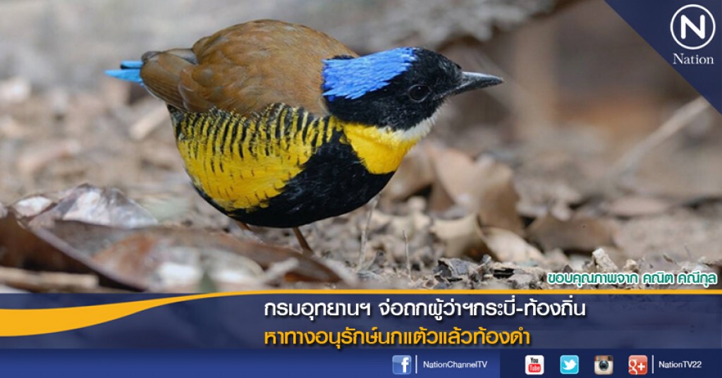 กรมอุทยานฯ จ่อถกผู้ว่าฯกระบี่-ท้องถิ่น หาทางอนุรักษ์นกแต้วแล้วท้องดำ