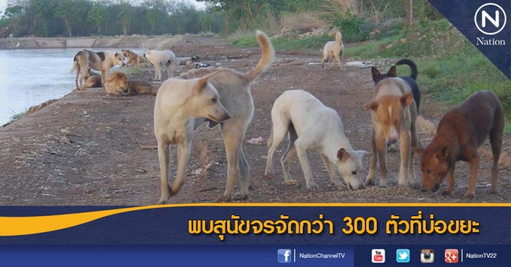 พบสุนัขจรจัดกว่า 300 ตัวที่บ่อขยะ พบสุนัขจรจัดกว่า 300 ตัวที่บ่อขยะ