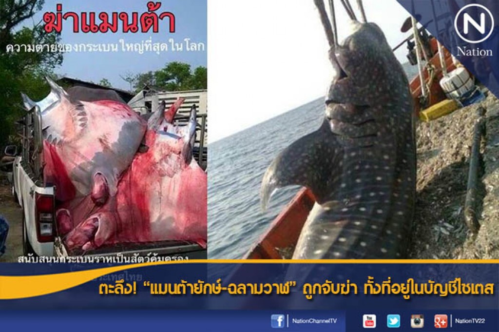 ตะลึง! "แมนต้ายักษ์-ฉลามวาฬ"ถูกจับฆ่า ทั้งที่อยู่ในบัญชีไซเตส