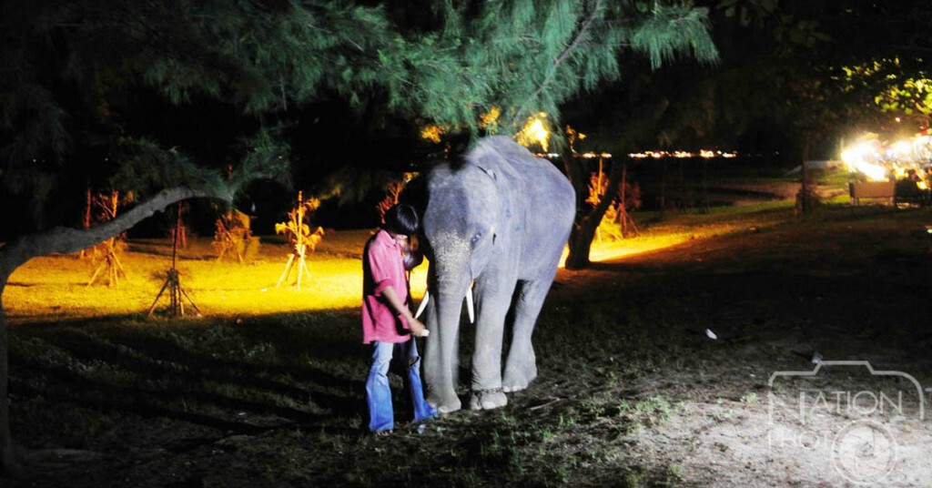 ช้างพลายมงคลอายุ 5 ปี ตกใจแสงสีเสียงรถซิ่ง ไล่แทงและเตะคนบาดเจ็บ 2 ช้างพลายมงคลอายุ 5 ปี ตกใจแสงสีเสียงรถซิ่ง ไล่แทงและเตะคนบาดเจ็บ 2