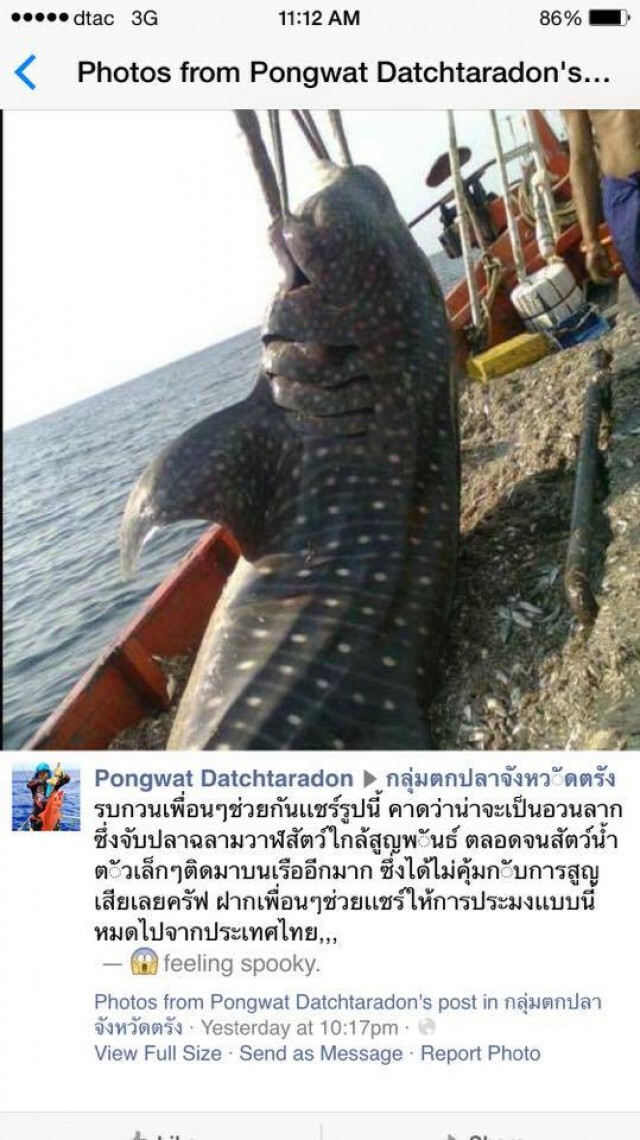 ตะลึง! "แมนต้ายักษ์-ฉลามวาฬ"ถูกจับฆ่า ทั้งที่อยู่ในบัญชีไซเตส