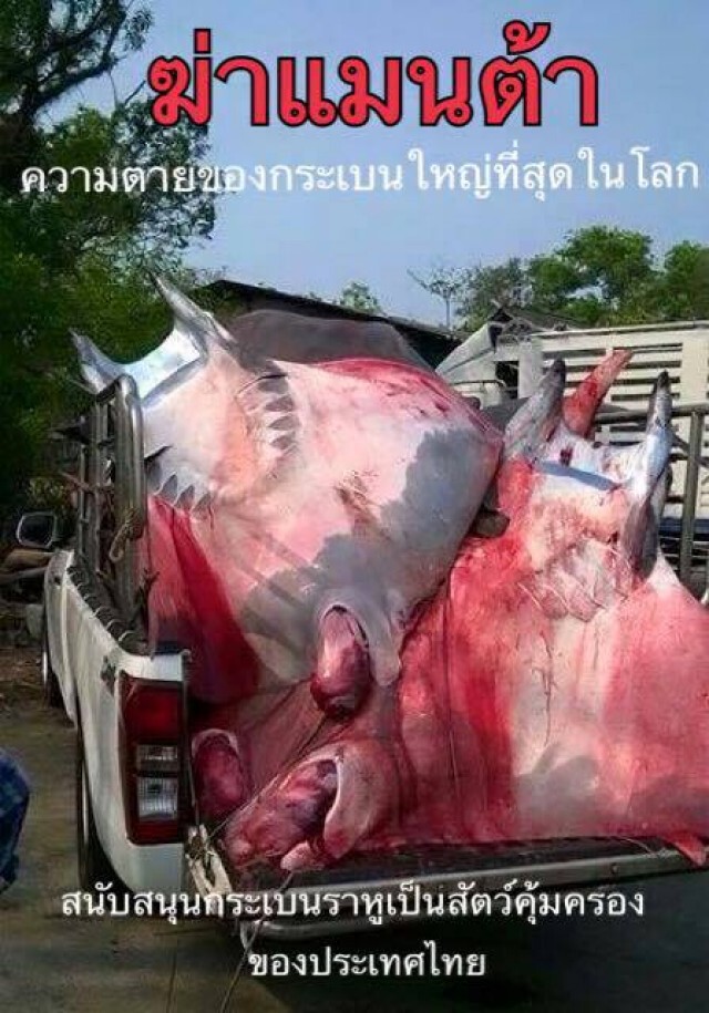 ตะลึง! "แมนต้ายักษ์-ฉลามวาฬ"ถูกจับฆ่า ทั้งที่อยู่ในบัญชีไซเตส