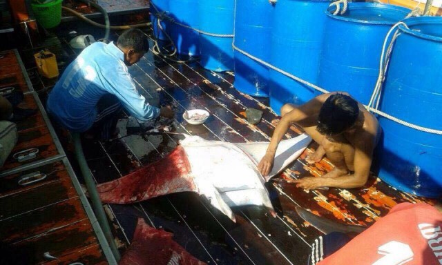 ตะลึง! "แมนต้ายักษ์-ฉลามวาฬ"ถูกจับฆ่า ทั้งที่อยู่ในบัญชีไซเตส