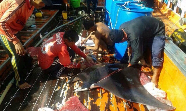 ตะลึง! "แมนต้ายักษ์-ฉลามวาฬ"ถูกจับฆ่า ทั้งที่อยู่ในบัญชีไซเตส
