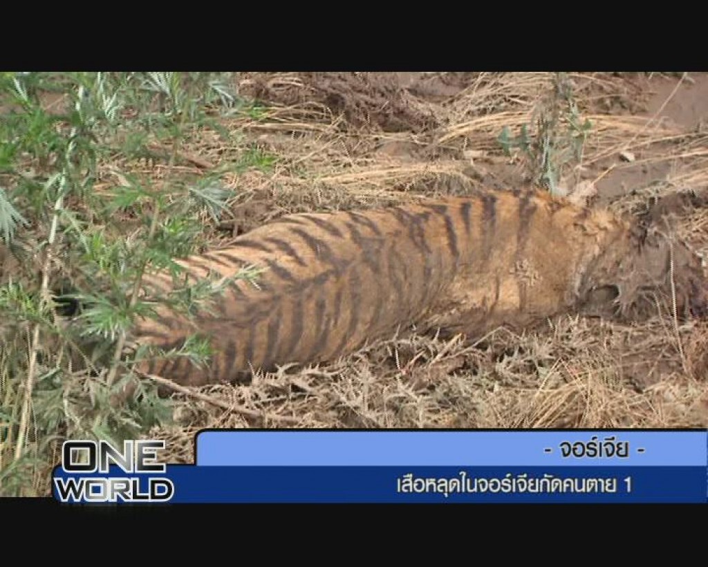 One World : เสือหลุดในจอร์เจียกัดคนตาย1