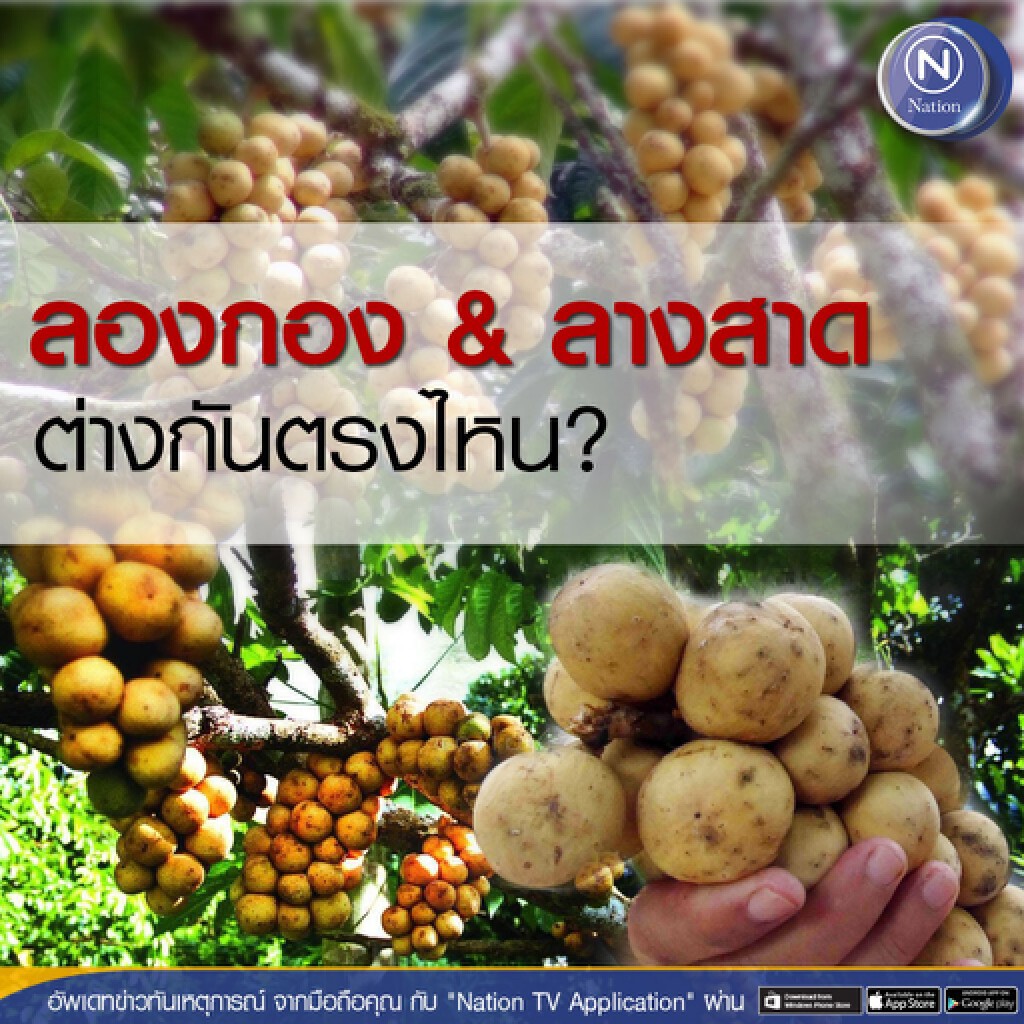 รู้หรือไม่? "ลองกอง" และ "ลางสาด" ต่างกันอย่างไร รู้หรือไม่? "ลองกอง" และ "ลางสาด" ต่างกันอย่างไร