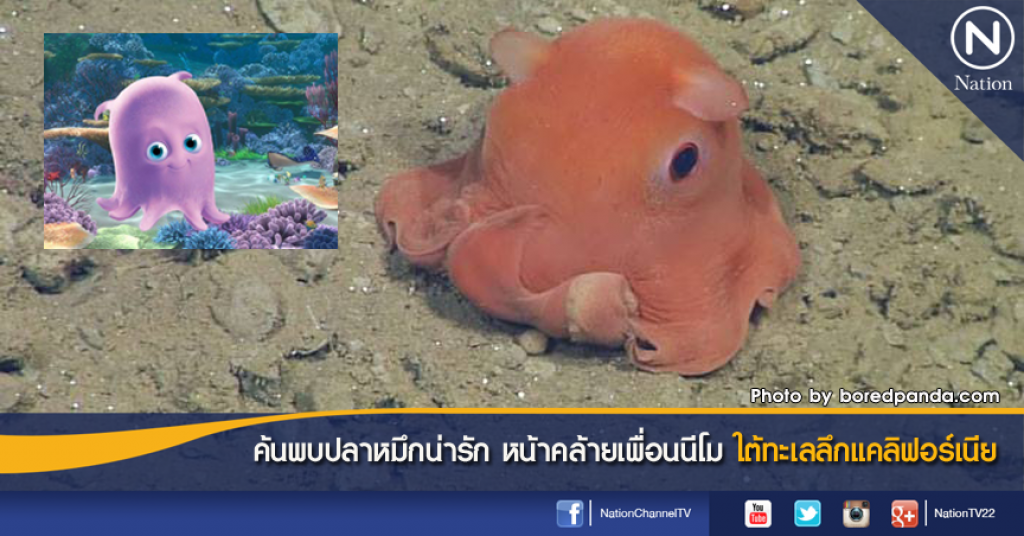 ค้นพบปลาหมึกน่ารัก หน้าคล้ายเพื่อนนีโม ใต้ทะเลลึกแคลิฟอร์เนีย