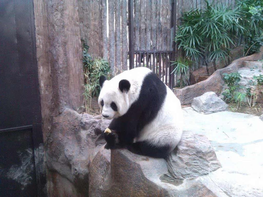 มติครม.ให้ "ช่วงช่วง-หลินฮุ่ย" อยู่ไทยต่อถึงปี 2566