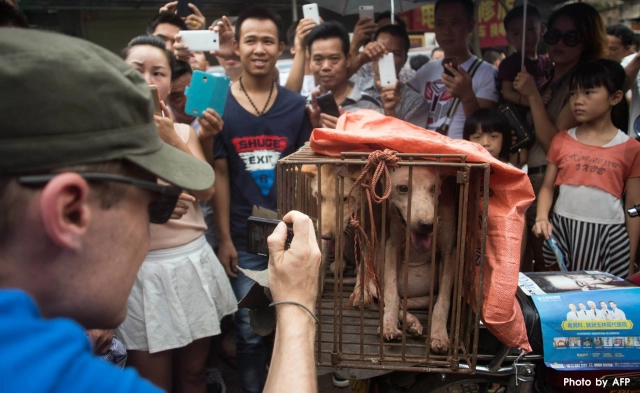 ชาวจีนเดินหน้าจัด "เทศกาลกินเนื้อหมา" เมินเสียงต้าน