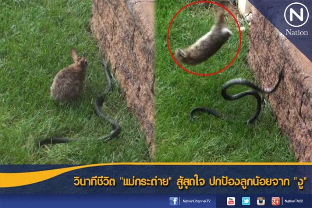 วินาทีชีวิต "แม่กระต่าย" สู้สุดใจ ปกป้องลูกน้อยจาก "งู" วินาทีชีวิต "แม่กระต่าย" สู้สุดใจ ปกป้องลูกน้อยจาก "งู"