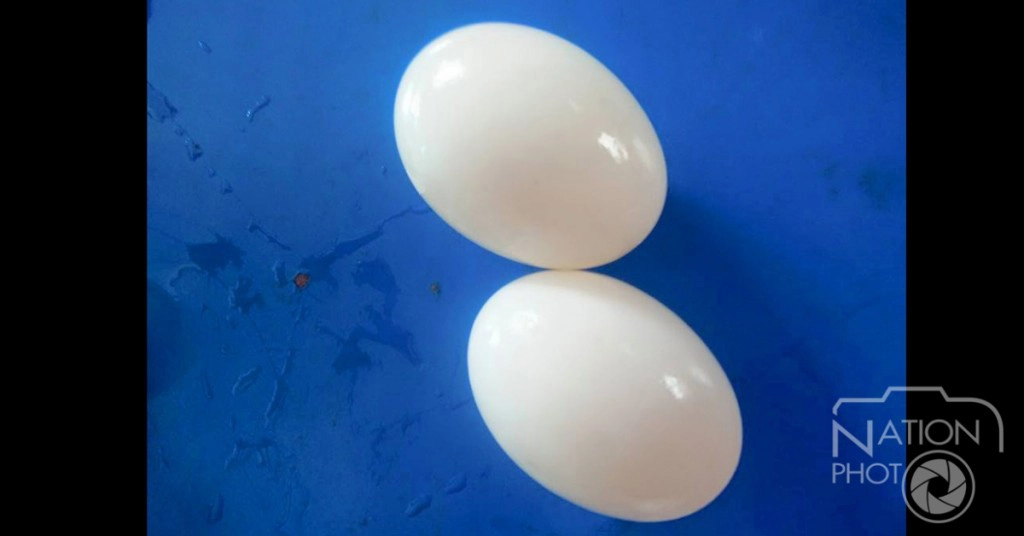 พิสูจน์ความแตกต่าง ไข่ปลอมไข่จริง ตามข้อสังเกตแบบชาวบ้าน พิสูจน์ความแตกต่าง ไข่ปลอมไข่จริง ตามข้อสังเกตแบบชาวบ้าน