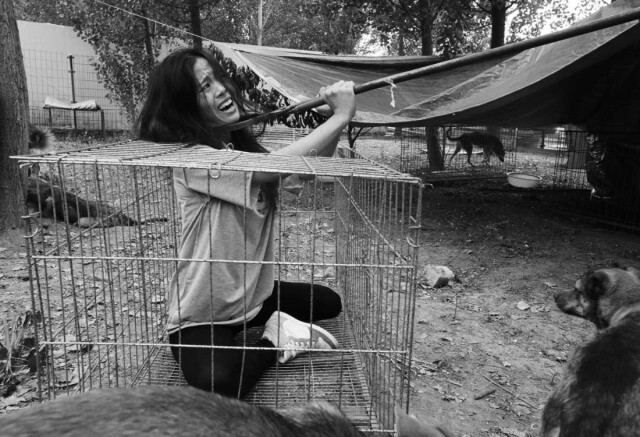 นักกีฬาโพลแดนซ์จีน โพสต์ภาพรณรงค์ต่อต้านเทศกาลกินเนื้อหมา