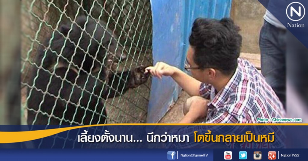 เลี้ยงตั้งนาน... นึกว่าหมา โตขึ้นกลายเป็นหมี เลี้ยงตั้งนาน... นึกว่าหมา โตขึ้นกลายเป็นหมี