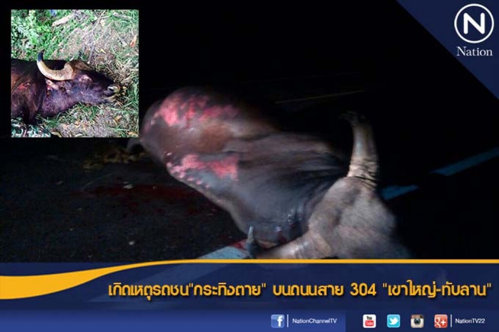 เกิดเหตุรถชน"กระทิงตาย" บนถนนสาย 304 "เขาใหญ่-ทับลาน" เกิดเหตุรถชน"กระทิงตาย" บนถนนสาย 304 "เขาใหญ่-ทับลาน"