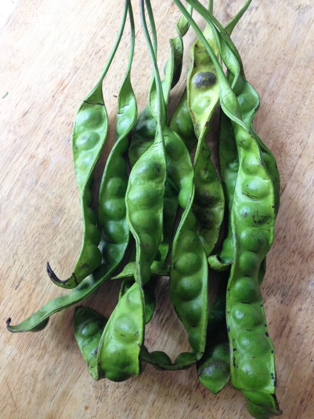 Cooking is fun : สะตอผัดกะปิกุ้งหมูสับ