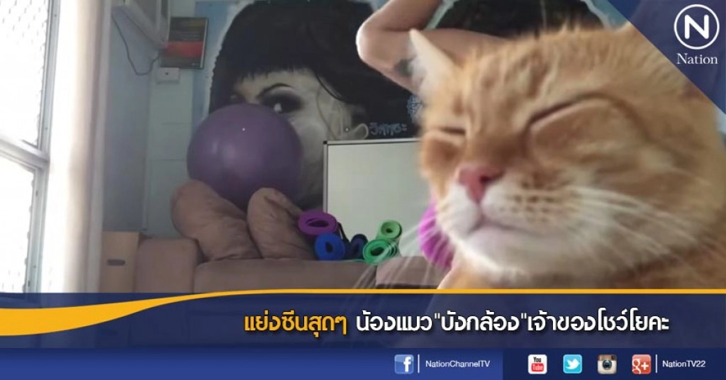 แย่งซีนสุดๆ น้องแมว"บังกล้อง"เจ้าของโชว์โยคะ