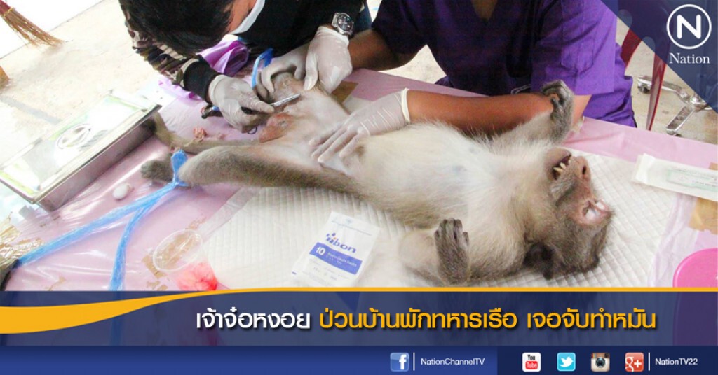 เจ้าจ๋อหงอย ป่วนบ้านพักทหารเรือ เจอจับทำหมัน