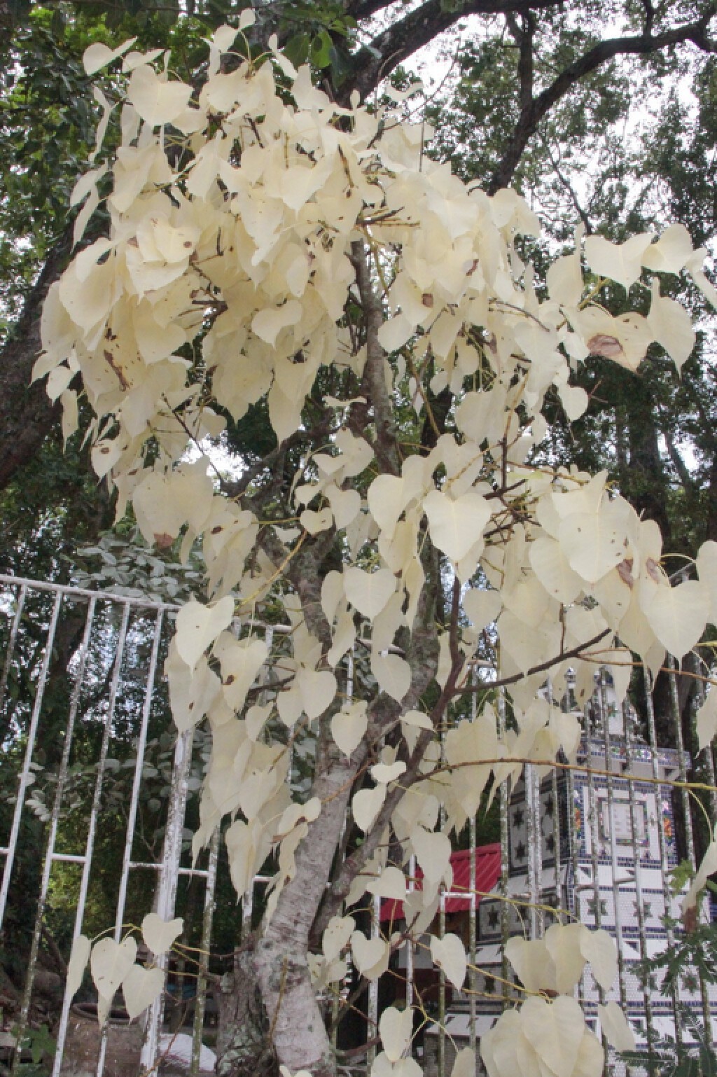พบต้นโพธิ์สีขาว ที่ฉะเชิงเทรา