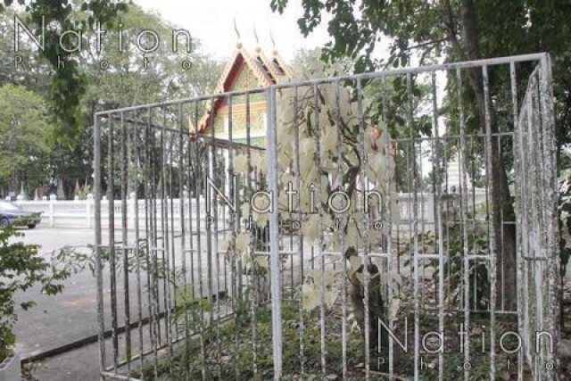 พบต้นโพธิ์สีขาว ที่ฉะเชิงเทรา