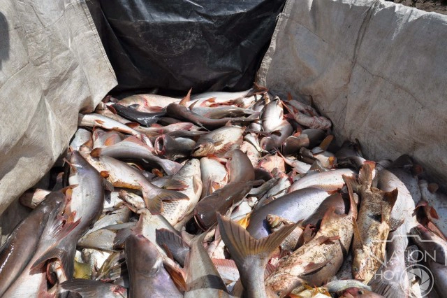 ชาวบ้านช่วยจับปลา"หน้าวัด"ปล่อยแหล่งน้ำธรรมชาติ  หลังภัยแล้งทำน้ำในคลองแห้งขอด