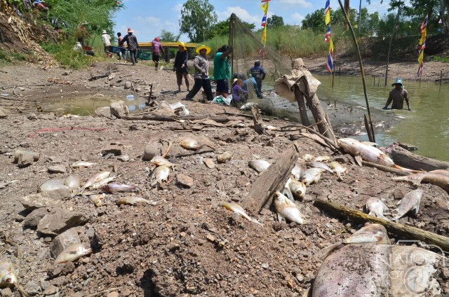 ชาวบ้านช่วยจับปลา"หน้าวัด"ปล่อยแหล่งน้ำธรรมชาติ  หลังภัยแล้งทำน้ำในคลองแห้งขอด