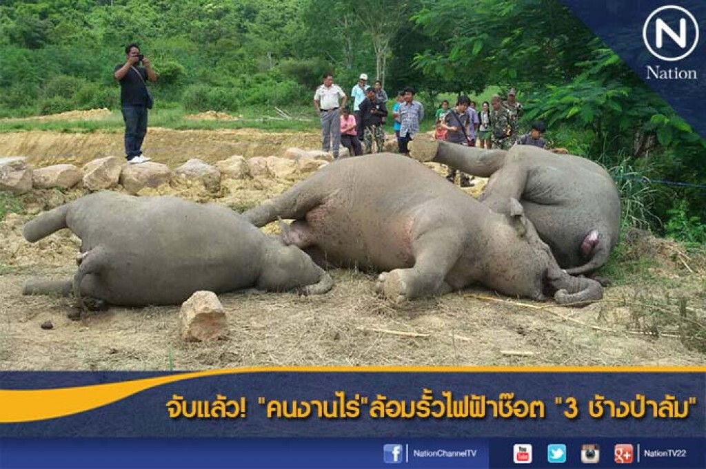 จับแล้ว! "คนงานไร่"ล้อมรั้วไฟฟ้าช๊อต " 3 ช้างป่าล้ม"