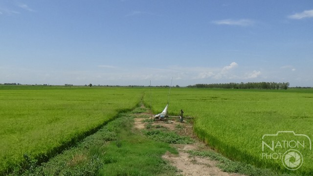หยุดจ่ายน้ำเพื่อการเกษตร พิษณุโลกมีนาข้าวเสี่ยงเสียหาย 1.2 แสนไร่