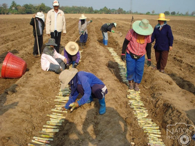 "สายใจไทย"ให้"น้ำตาลไทยเอกลักษณ์"ดูแลศูนย์เรียนรู้การเพาะปลูกอ้อย