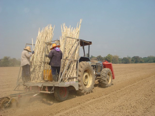 "สายใจไทย"ให้"น้ำตาลไทยเอกลักษณ์"ดูแลศูนย์เรียนรู้การเพาะปลูกอ้อย