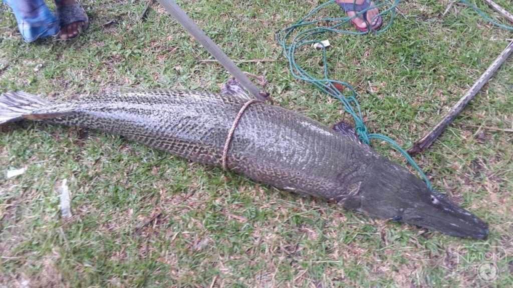 ชาวบ้านผวาหลังพบปลาอัลลิเกเตอร์โผล่ในบ่อกลางหมู่บ้าน ชาวบ้านผวาหลังพบปลาอัลลิเกเตอร์โผล่ในบ่อกลางหมู่บ้าน