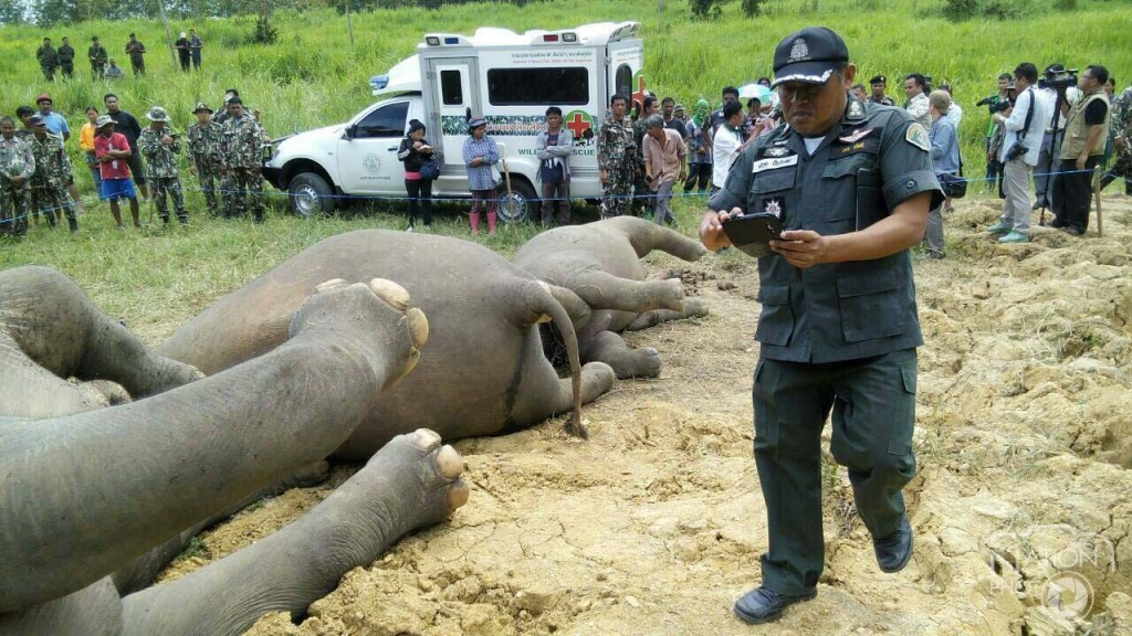 "เจ้าของไร่ที่ช้างป่าถูกช๊อตตาย มอบตัวตร.หนองพลับ"
