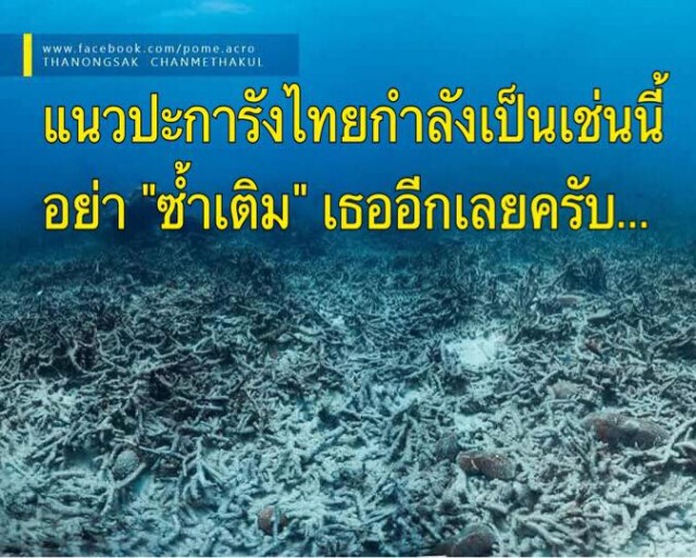 ดร.ธรณ์โพสต์แจงอีก "ปมดำน้ำให้อาหารปลา"