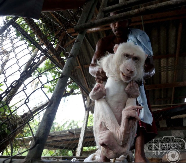 หมดสภาพ! "เจ้าดาโต๊ะ" หลังกระแสเห่อลิงเผือกหมดไป