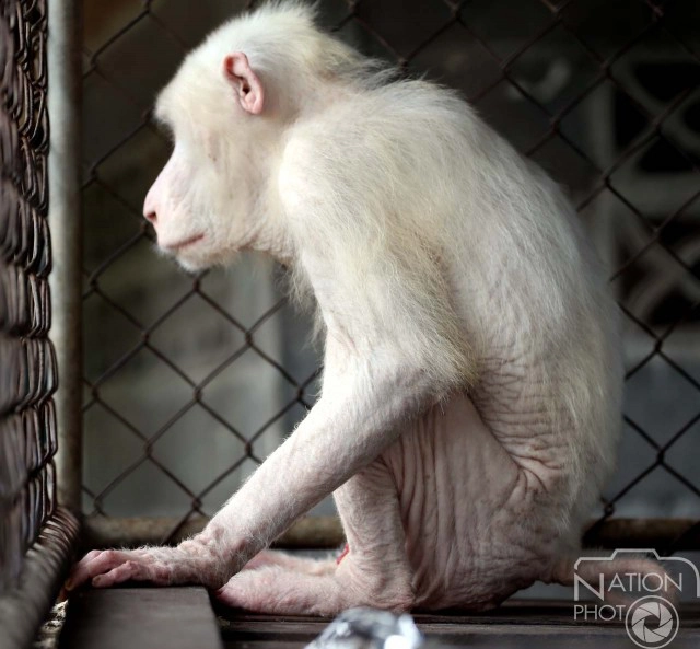 หมดสภาพ! "เจ้าดาโต๊ะ" หลังกระแสเห่อลิงเผือกหมดไป