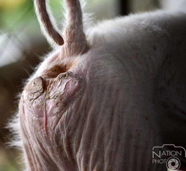 หมดสภาพ! "เจ้าดาโต๊ะ" หลังกระแสเห่อลิงเผือกหมดไป