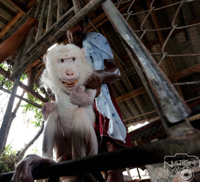 หมดสภาพ! "เจ้าดาโต๊ะ" หลังกระแสเห่อลิงเผือกหมดไป