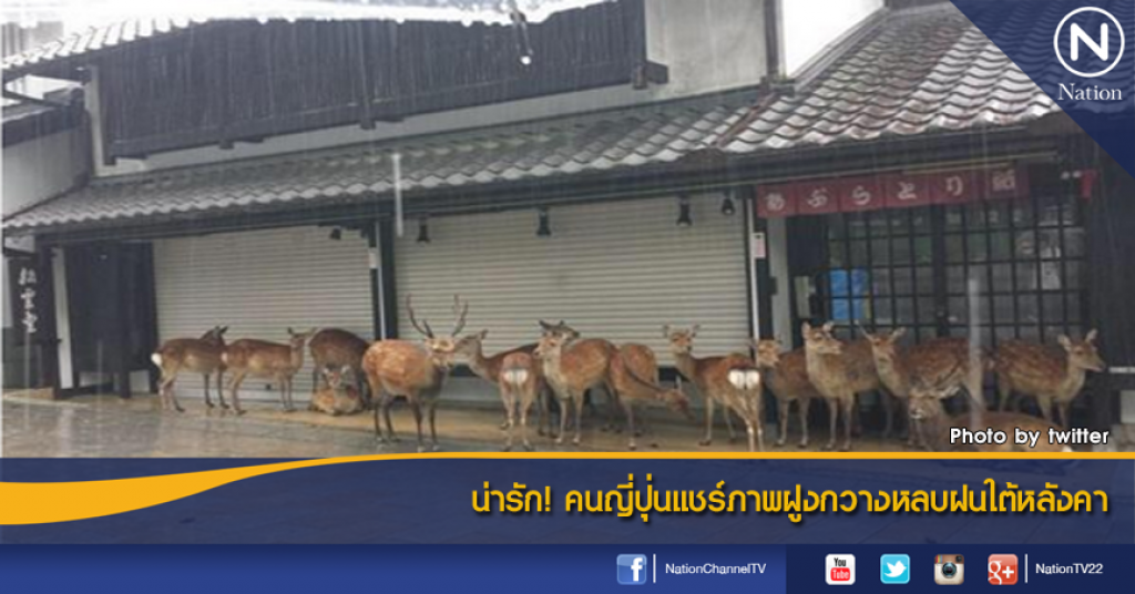 น่ารัก! คนญี่ปุ่นแชร์ภาพฝูงกวางหลบฝนใต้หลังคา น่ารัก! คนญี่ปุ่นแชร์ภาพฝูงกวางหลบฝนใต้หลังคา