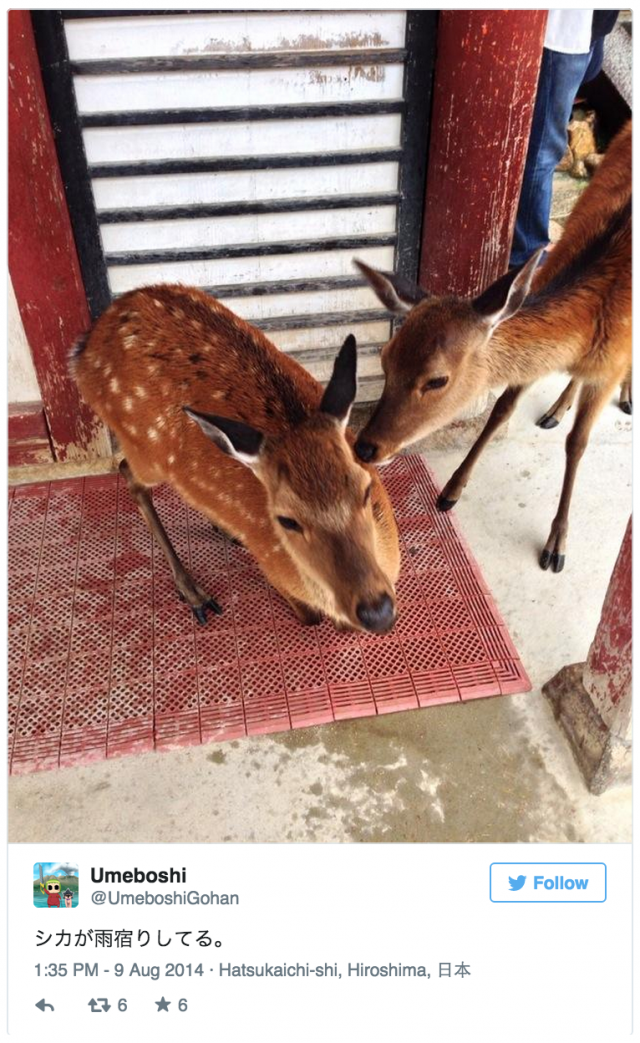 น่ารัก! คนญี่ปุ่นแชร์ภาพฝูงกวางหลบฝนใต้หลังคา