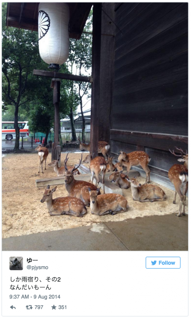 น่ารัก! คนญี่ปุ่นแชร์ภาพฝูงกวางหลบฝนใต้หลังคา