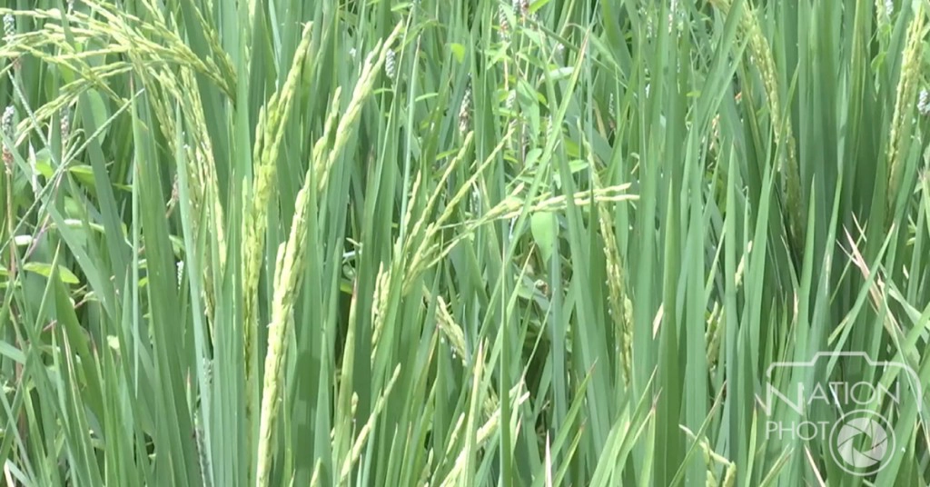 ชาวนาคลองสี่หวังพึ่งฝน เลี้ยงต้นข้าวกำลังตั้งท้อง