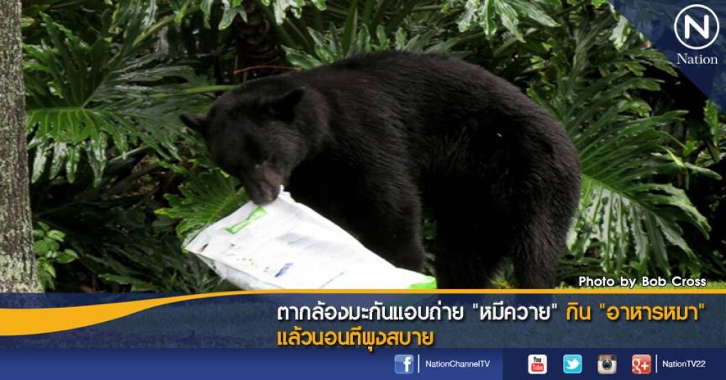 ตากล้องมะกันแอบถ่าย "หมีควาย" กิน "อาหารหมา" แล้วนอนตีพุงสบาย ตากล้องมะกันแอบถ่าย "หมีควาย" กิน "อาหารหมา" แล้วนอนตีพุงสบาย