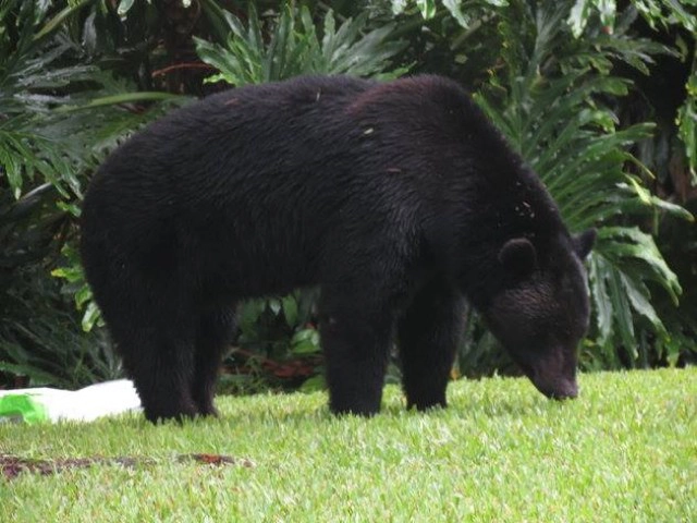 ตากล้องมะกันแอบถ่าย "หมีควาย" กิน "อาหารหมา" แล้วนอนตีพุงสบาย