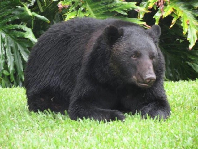 ตากล้องมะกันแอบถ่าย "หมีควาย" กิน "อาหารหมา" แล้วนอนตีพุงสบาย